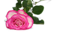 Picture of pink rose